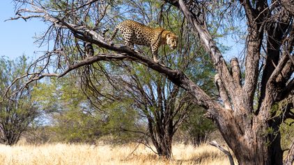 Tierfotograf Bern Leopard