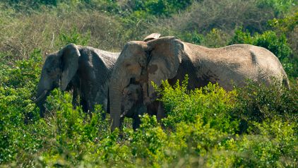 Elefanten Virunga Nationalpark